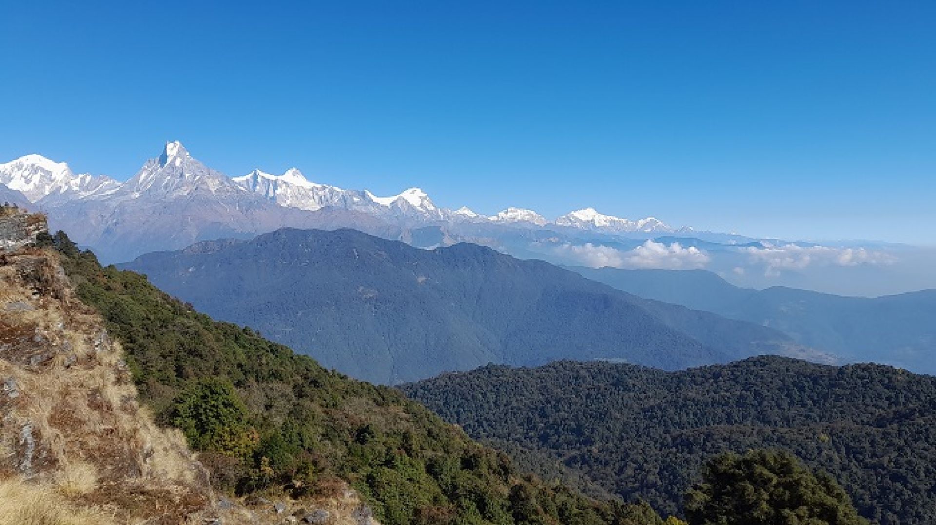 पर्वतबाट बहुमूल्य जडीबुटीको चोरीनिकासी बढ्दो